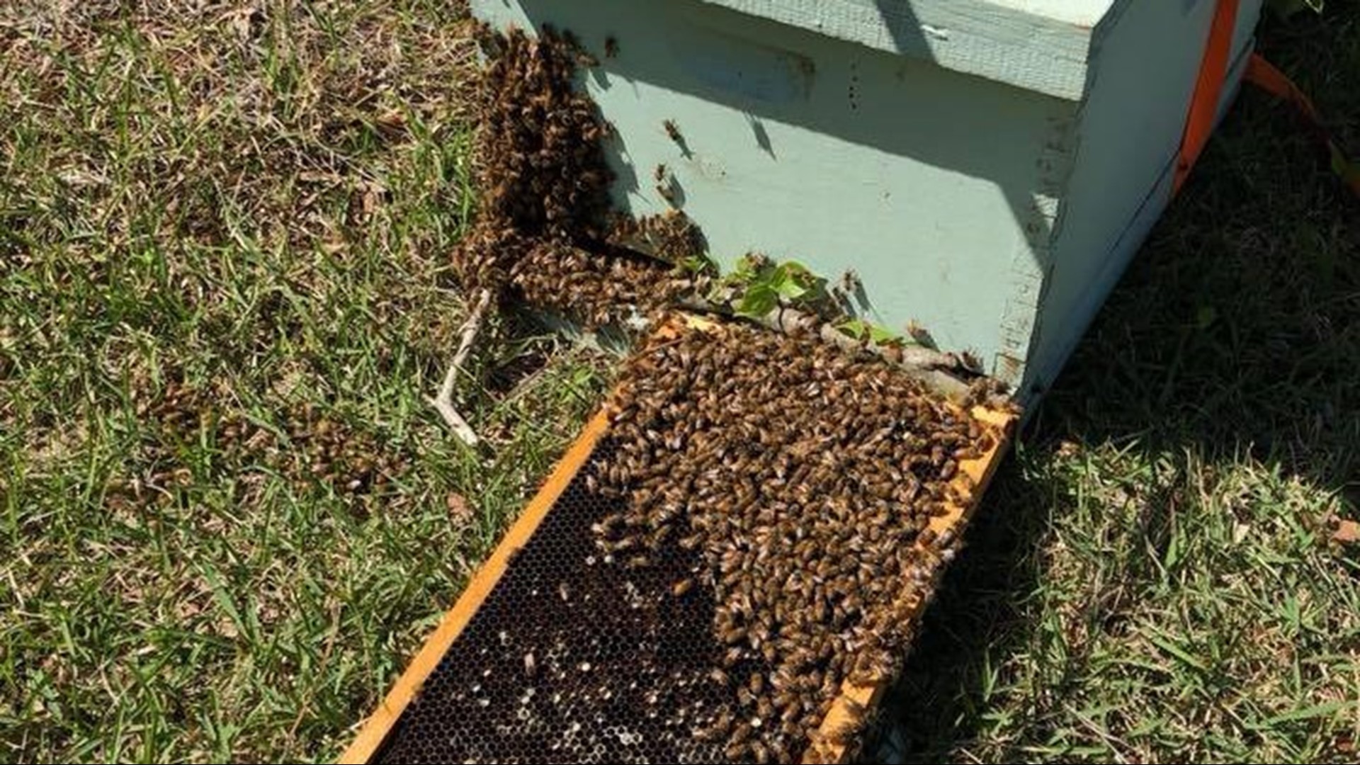Coweta K-9 cops pivot to remove bee swarm on SUV | 11alive.com