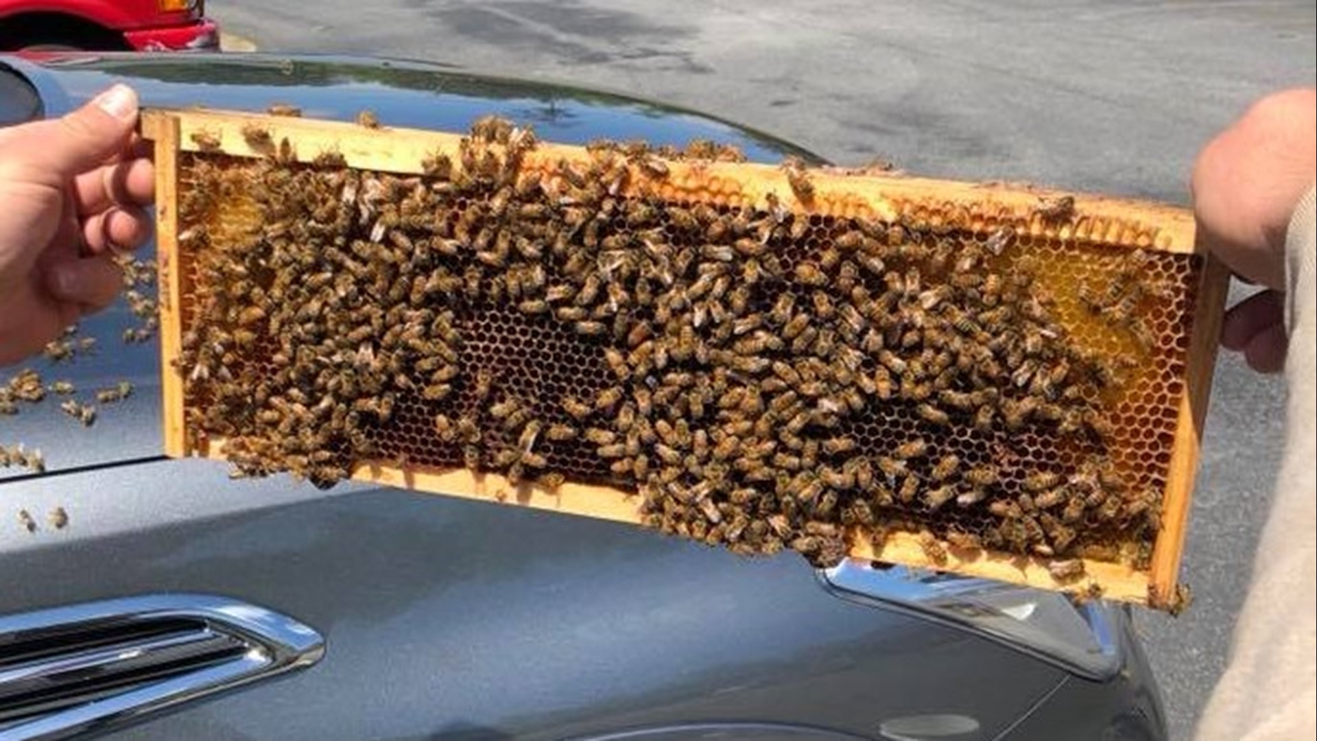 Coweta K-9 cops pivot to remove bee swarm on SUV | 11alive.com