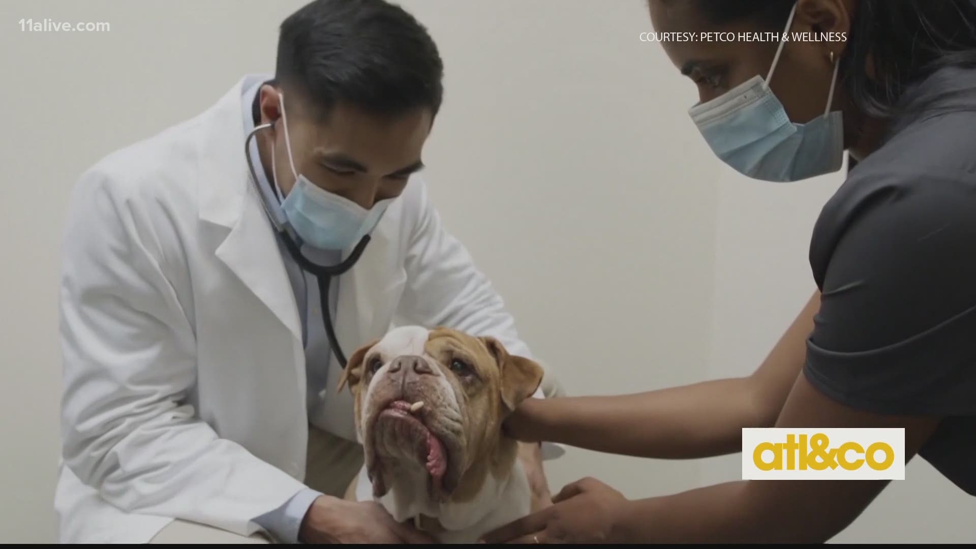 Petco shines on a light on pet cancer and the warning signs.