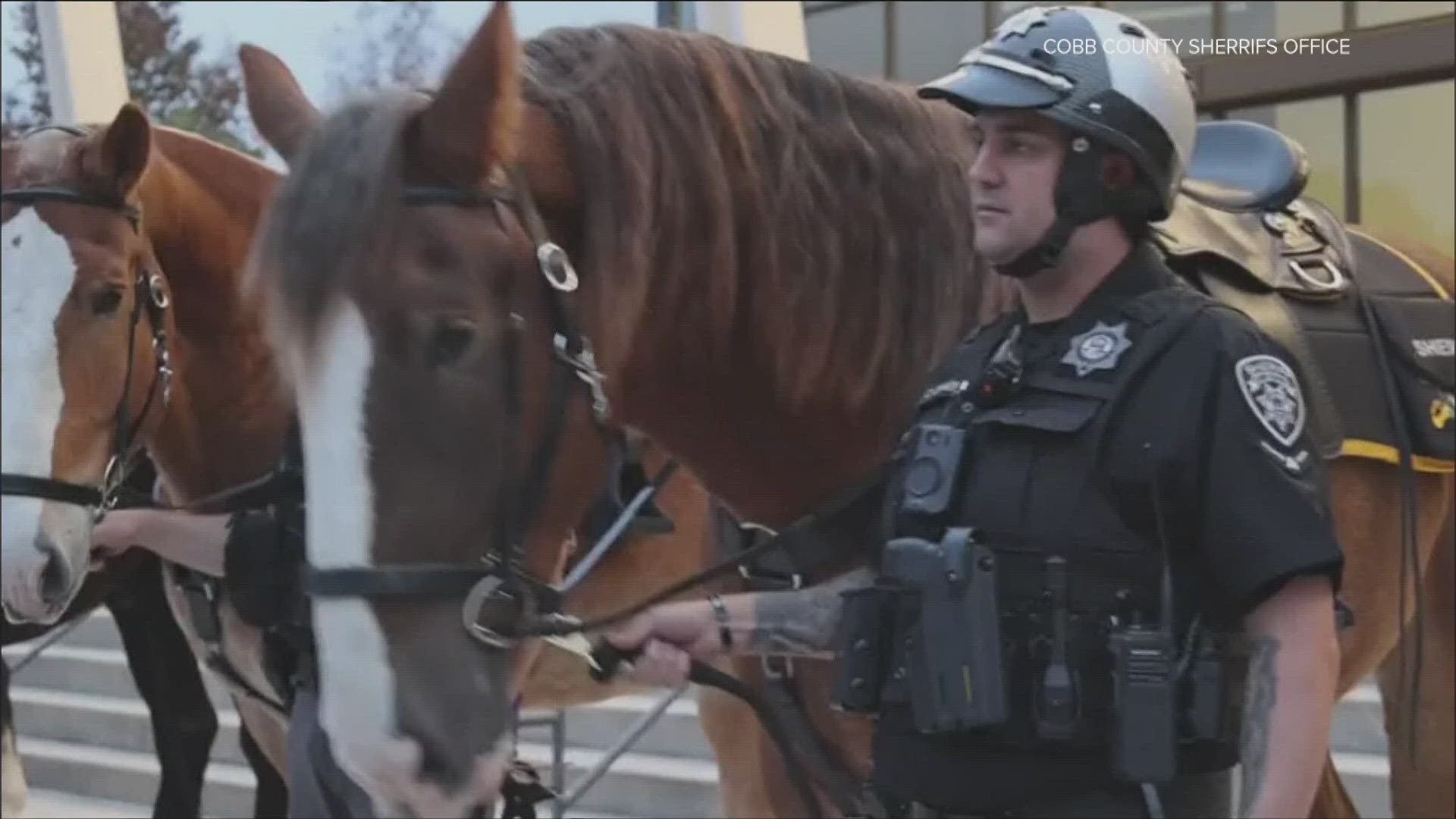 The horses stand about 6 feet tall.