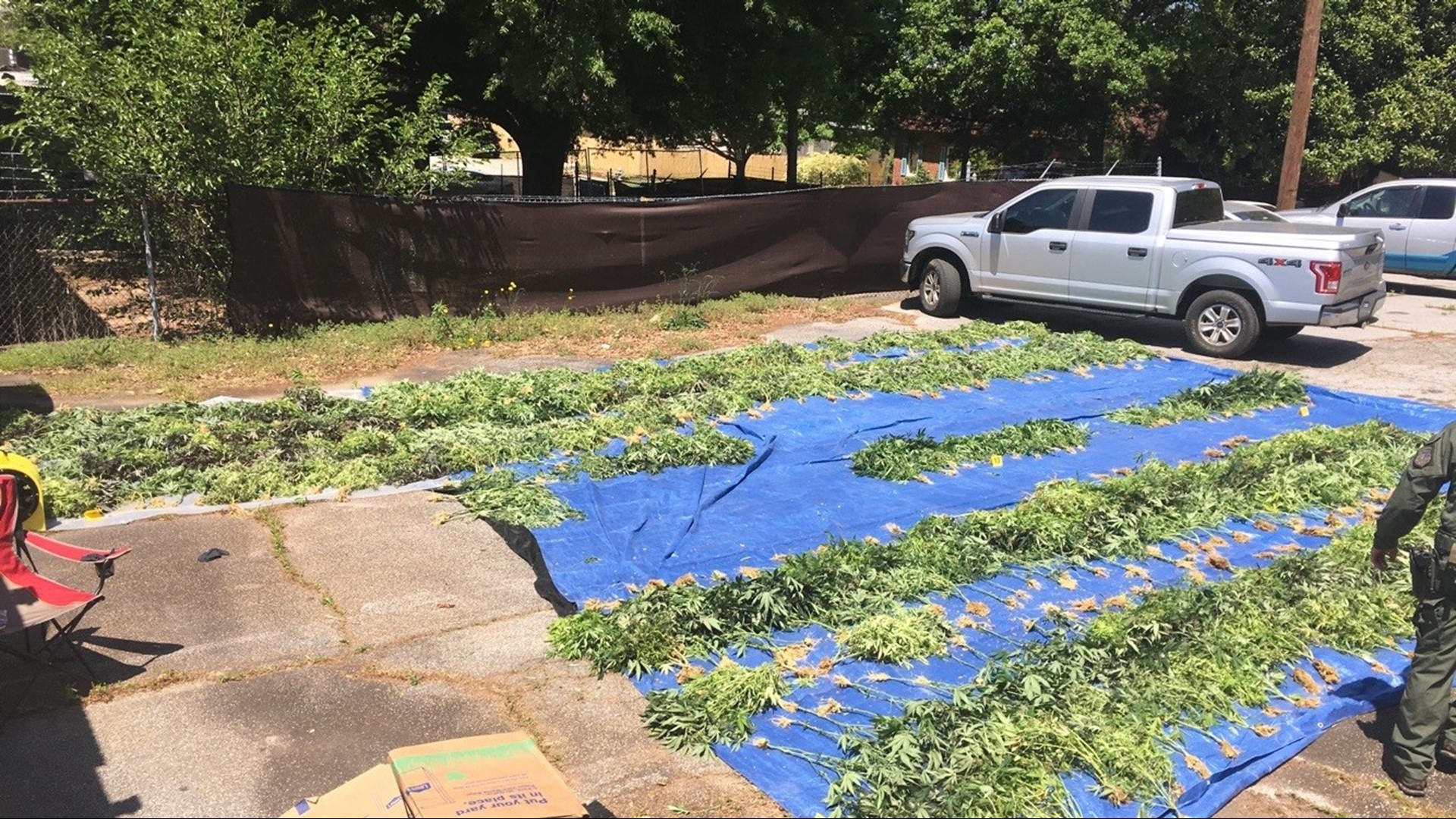 More than 400 marijuana plants discovered in Avondale Estates | 11alive.com
