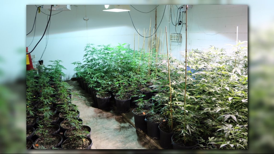 Fortified, hightech marijuana grow house dismantled in northeast