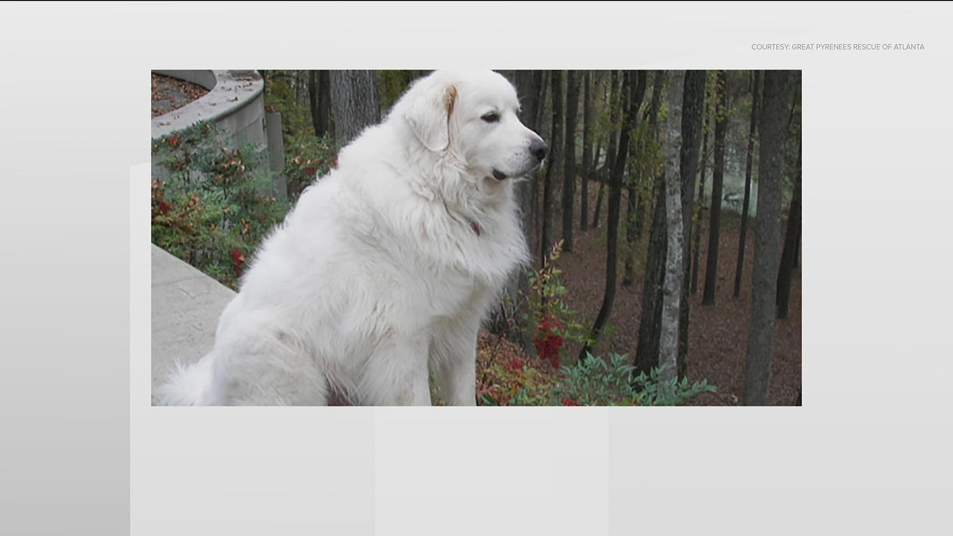 Great Pyrenees Magnet Magnet America