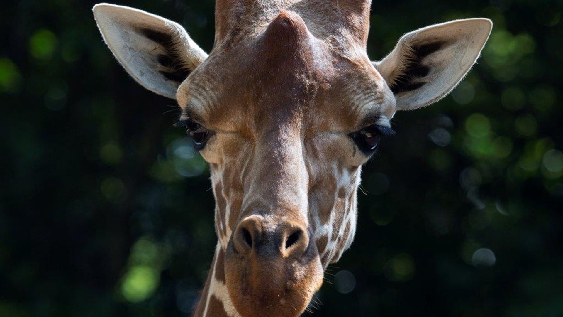 Giraffe at Zoo Atlanta dies after accident | 11alive.com