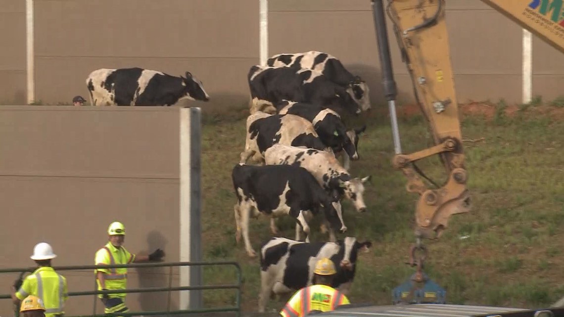 Crews wrangle cows at rush hour after crash on metro Atlanta interstate |  
