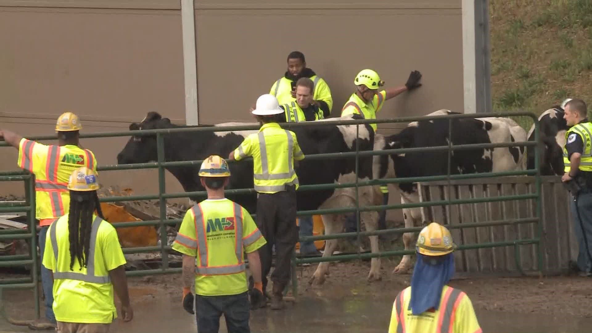 Cows killed in Atlanta interstate crashes honored with new PETA ...