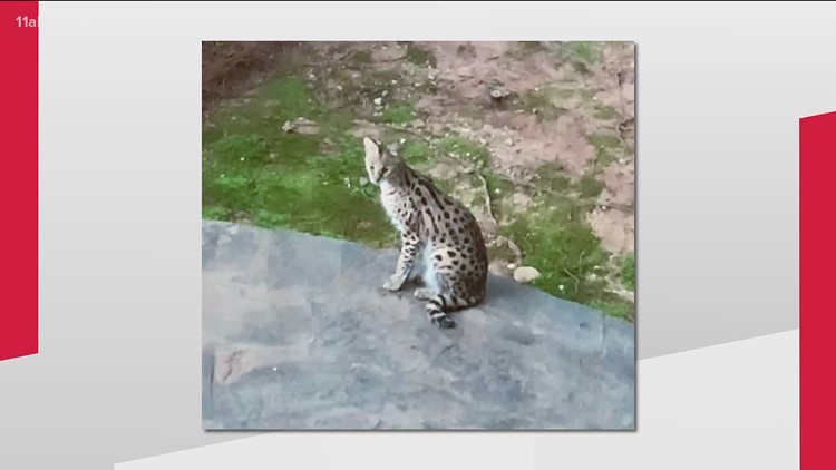 Wild serval cat found
