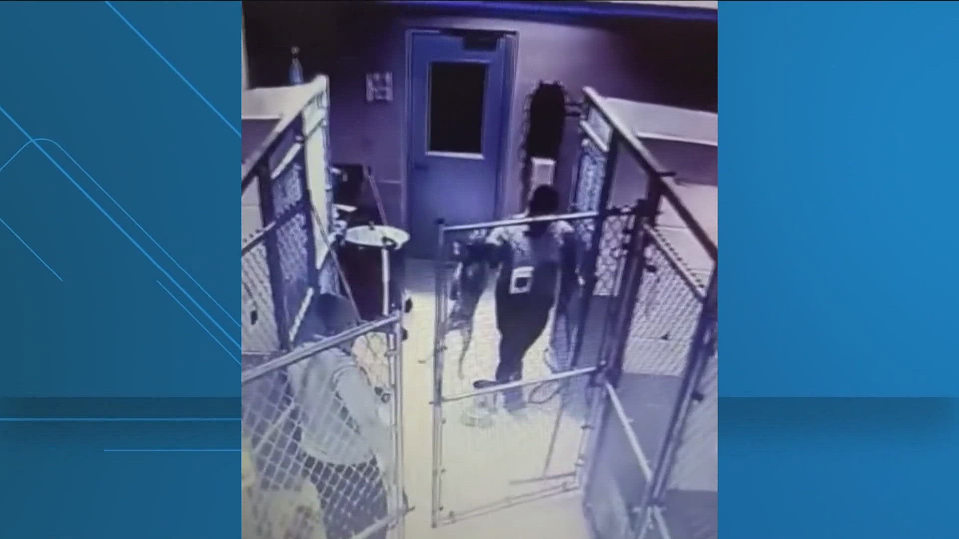 Surveillance video shows possible mistreatment of dogs at the facility. 