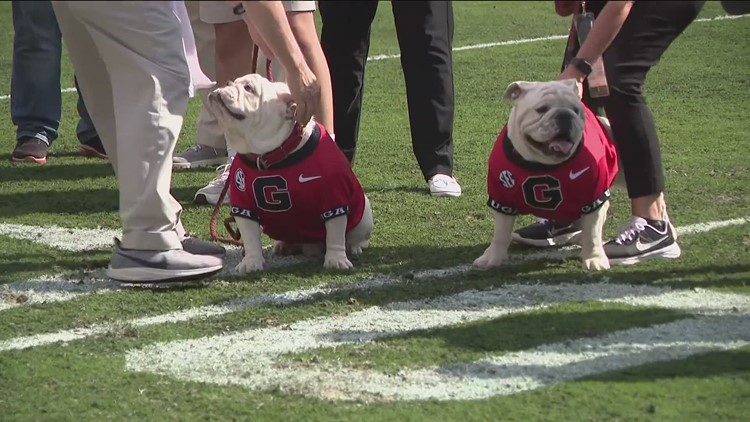 Georgia Bulldogs Football: Team Mascot Uga X, Que, Is Retiring 