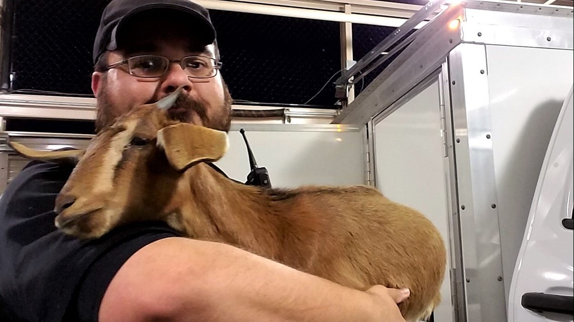 Officer responds to report of stray dog, finds goat instead