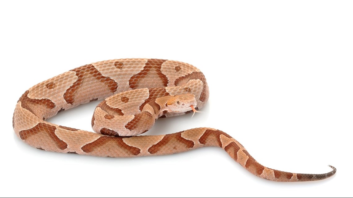 Venomous Black Forest Cobra through Google Glass 