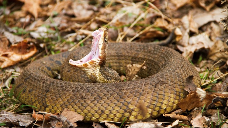 Snakes Found In Georgia 11alive Com