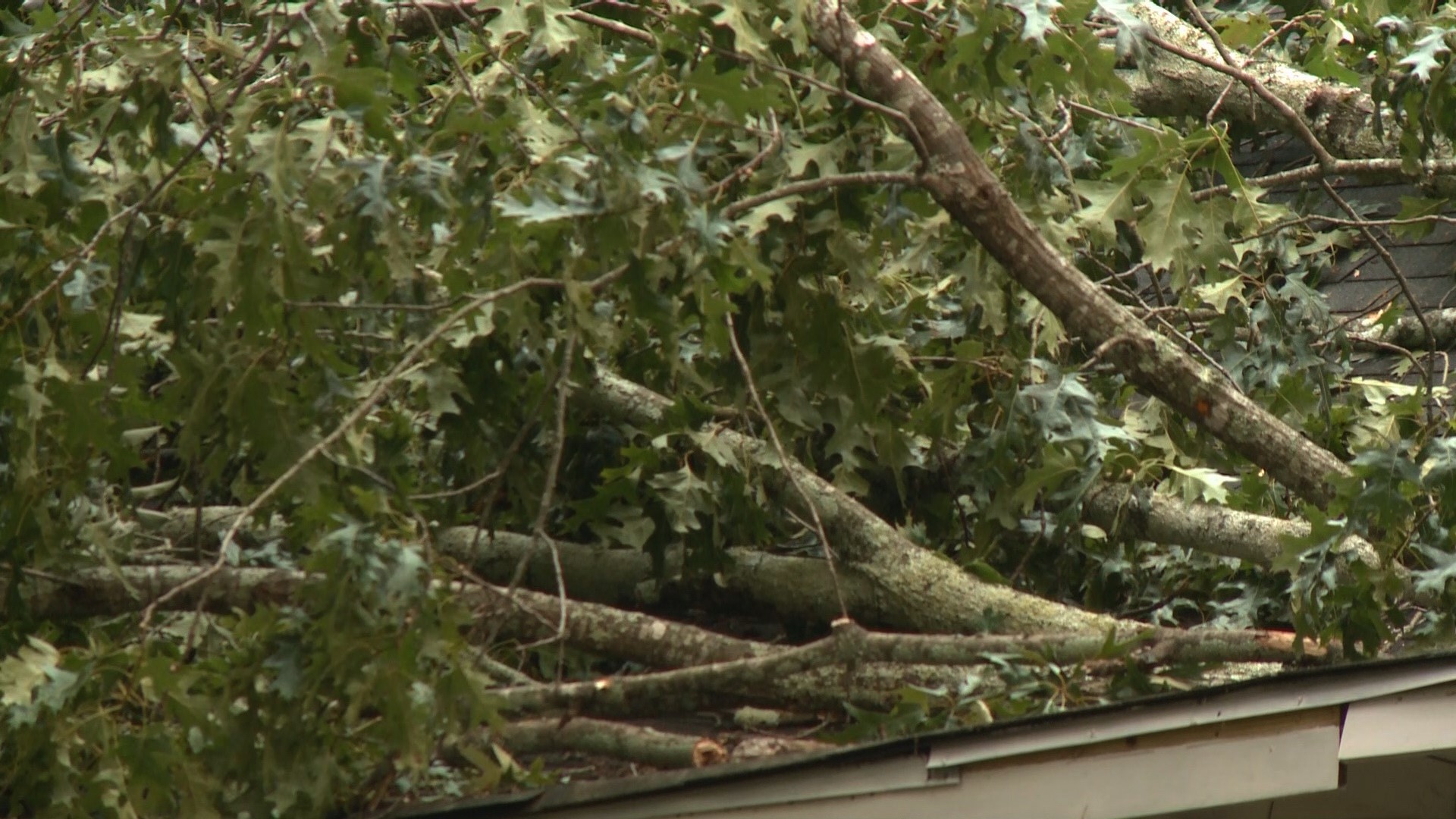 PHOTOS | Tree falls on house, blocks wheelchair ramp | 11alive.com