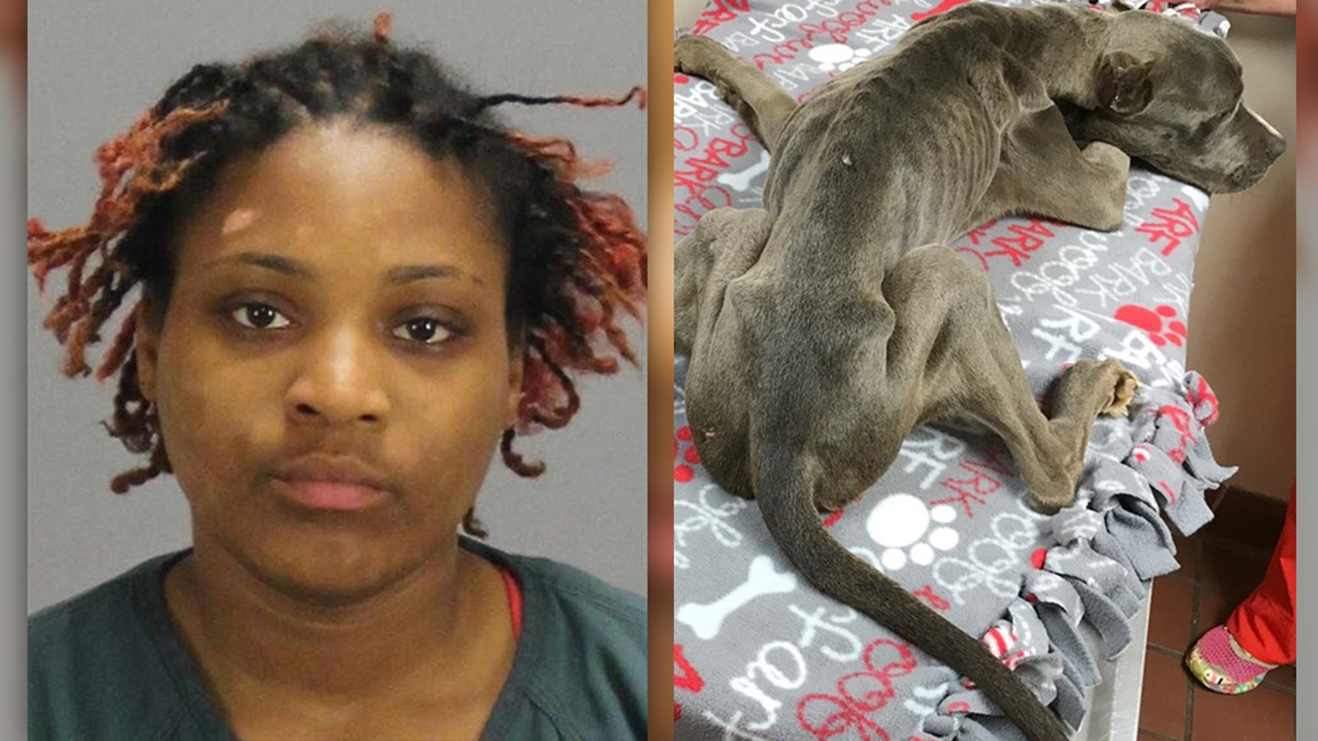 Woman arrested in animal cruelty case of ‘Mikey’ the dog | 11alive.com