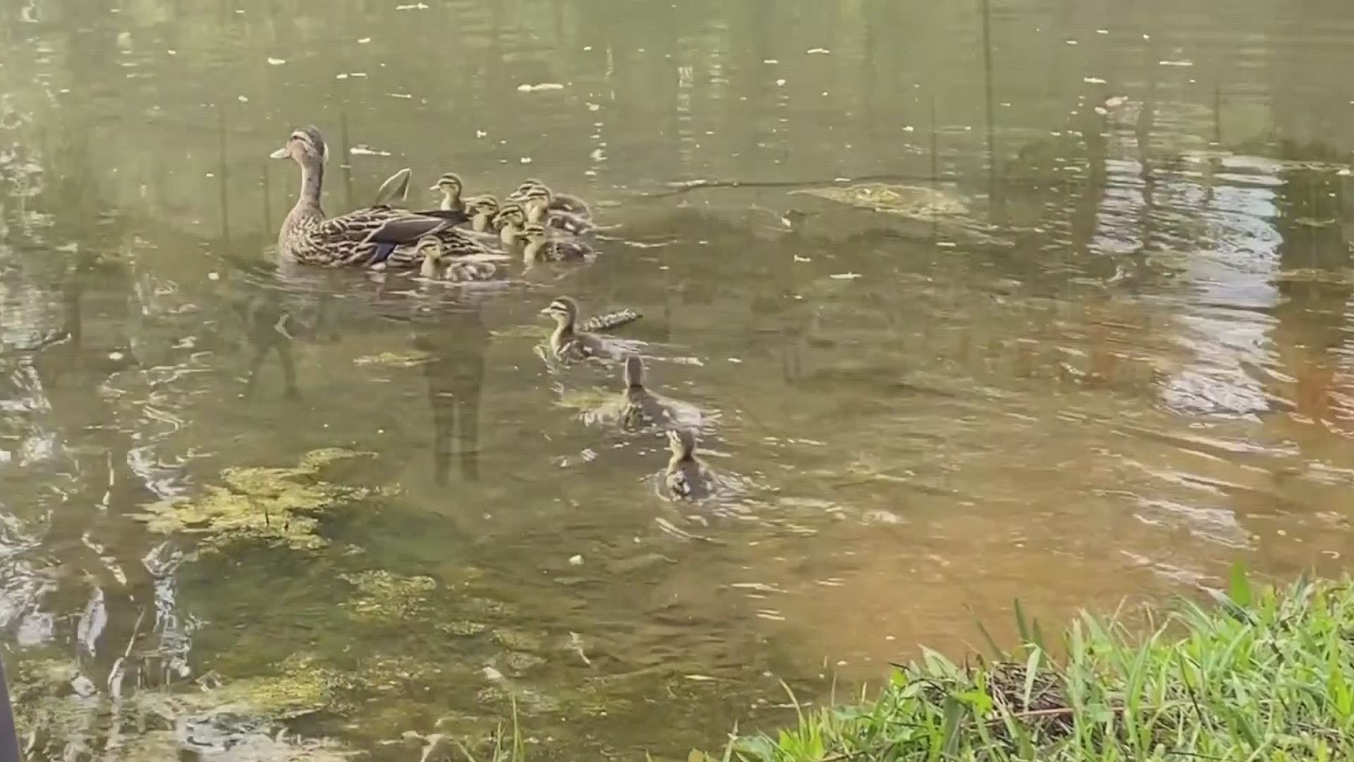 Duluth Police Officers Rescue Duck And Its Ducklings
