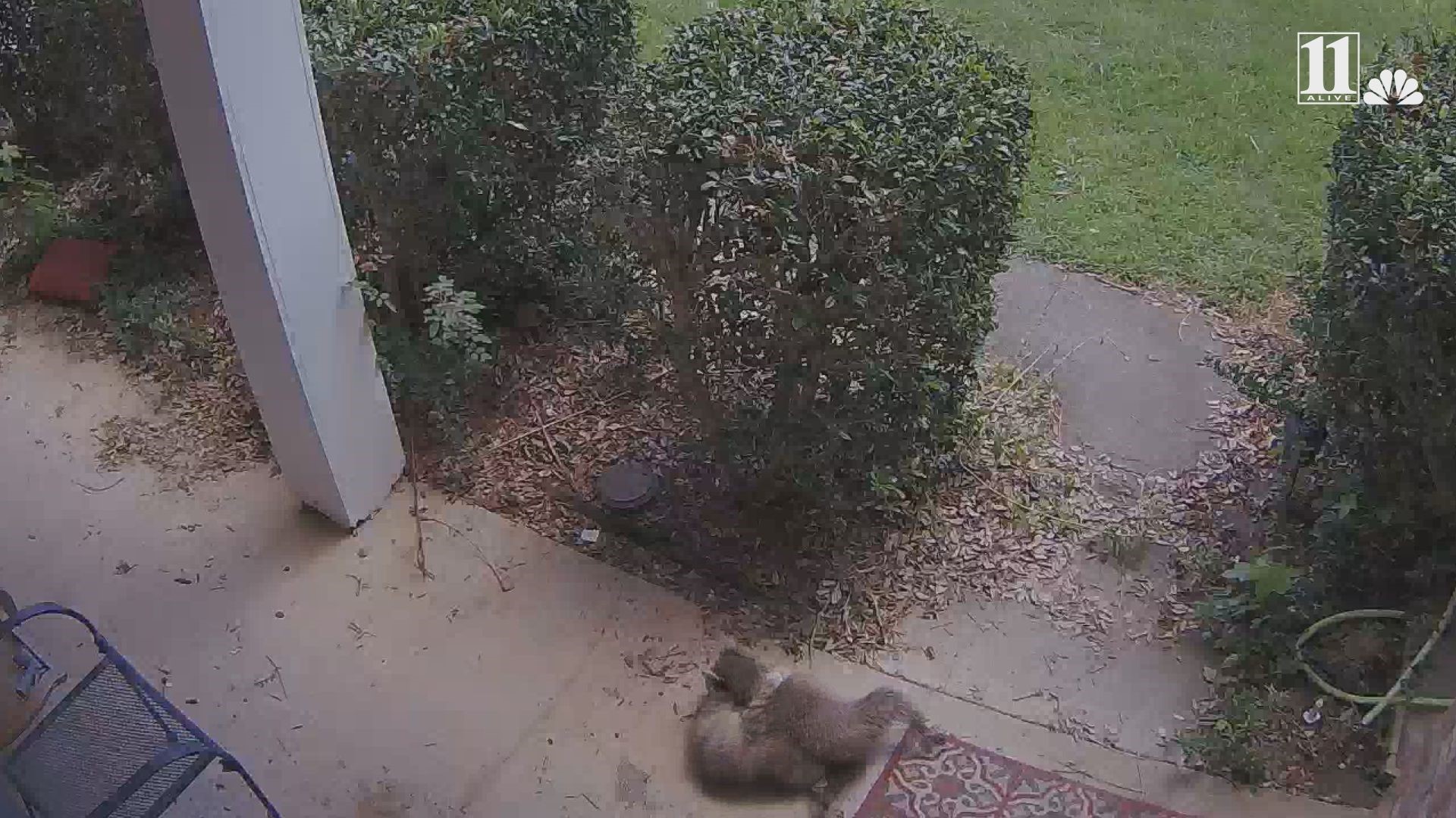 Raccoon attacks family's cat as she defends her litter