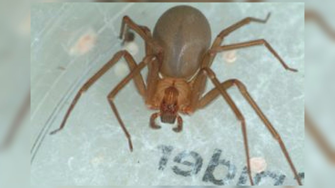 What You Need To Know About Venomous Brown Recluse Spiders