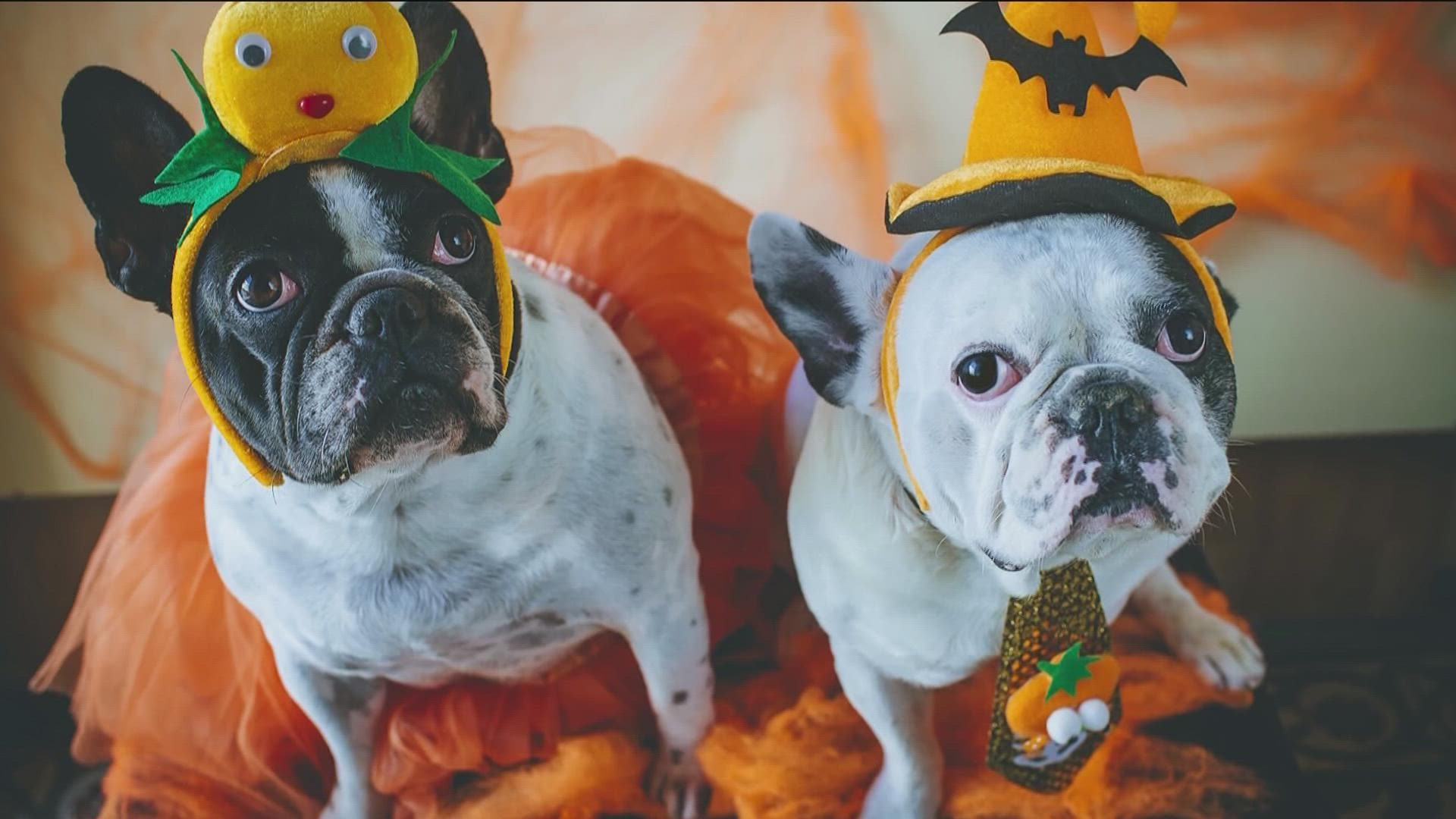 Halloween for pets can be a dangerous environment.