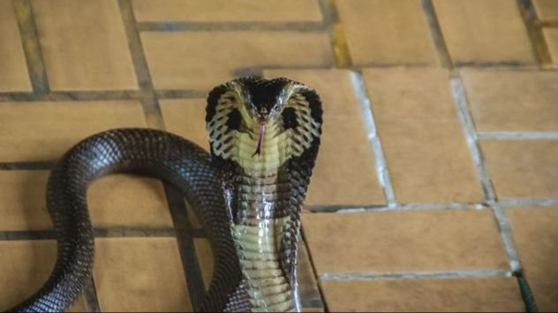 carolina cobra snake