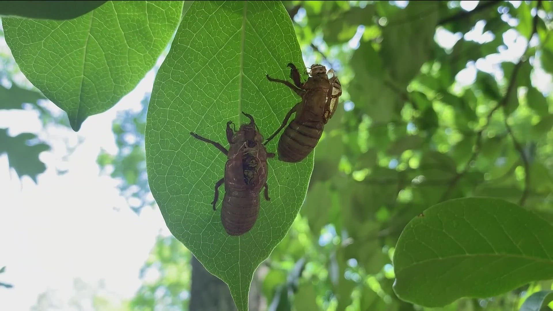 Periodical cicadas are expected to return for the first time in 13 years.