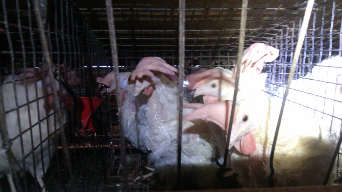 Kroger suspends use of egg supplier accused of torturing hens 