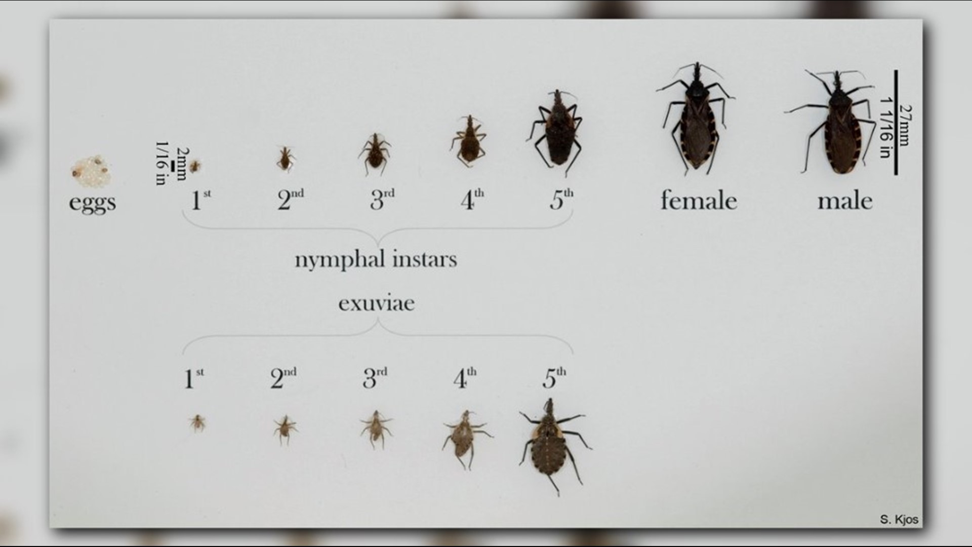 Kissing bug What you should know about Chagas disease