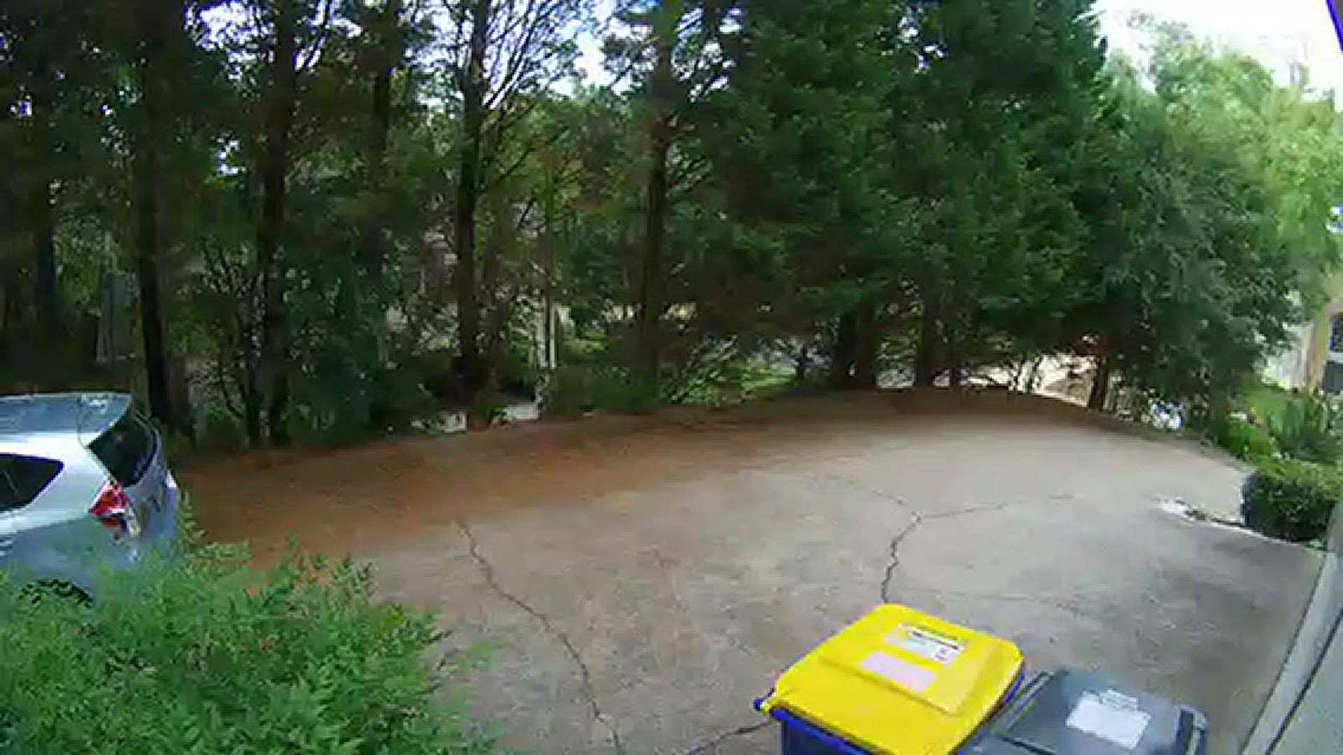 A local resident shared the video online with neighbors after running a recording back and spotting the bear on a journey through the driveway.