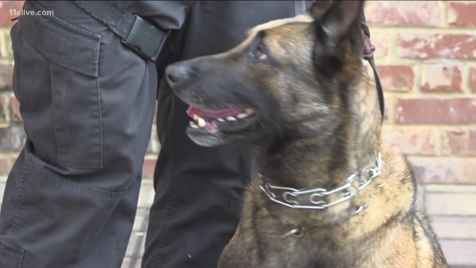 Indi was tracking down a suspect who shot and killed Officer Edgar Flores when he was shot in the face.