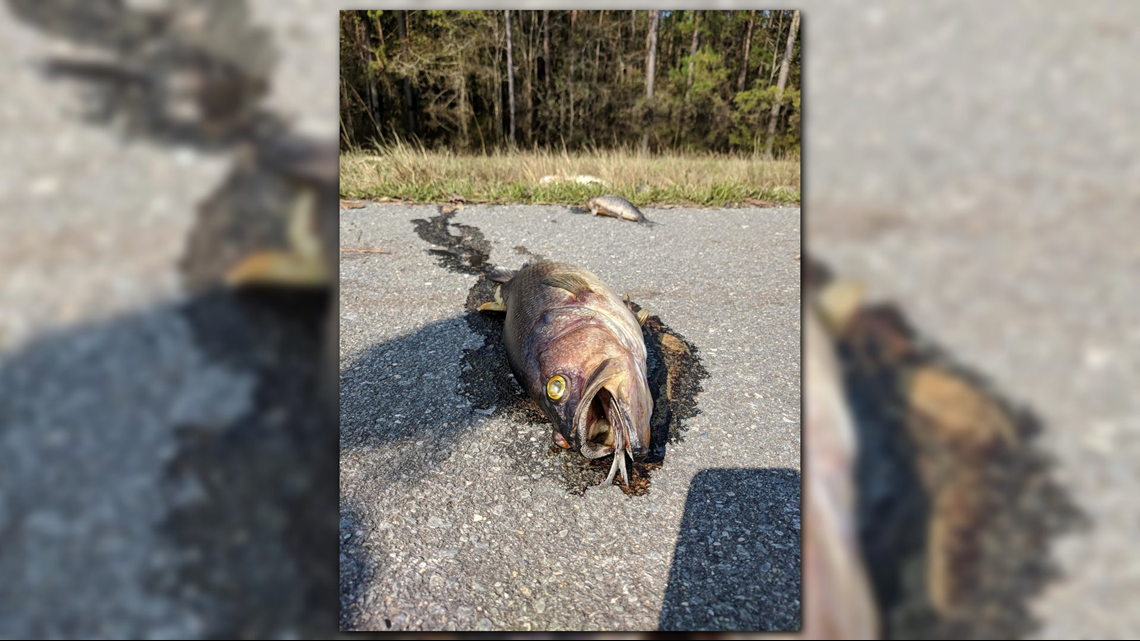 PHOTOS | Dead fish create smelly mess on I-40 in North Carolina ...