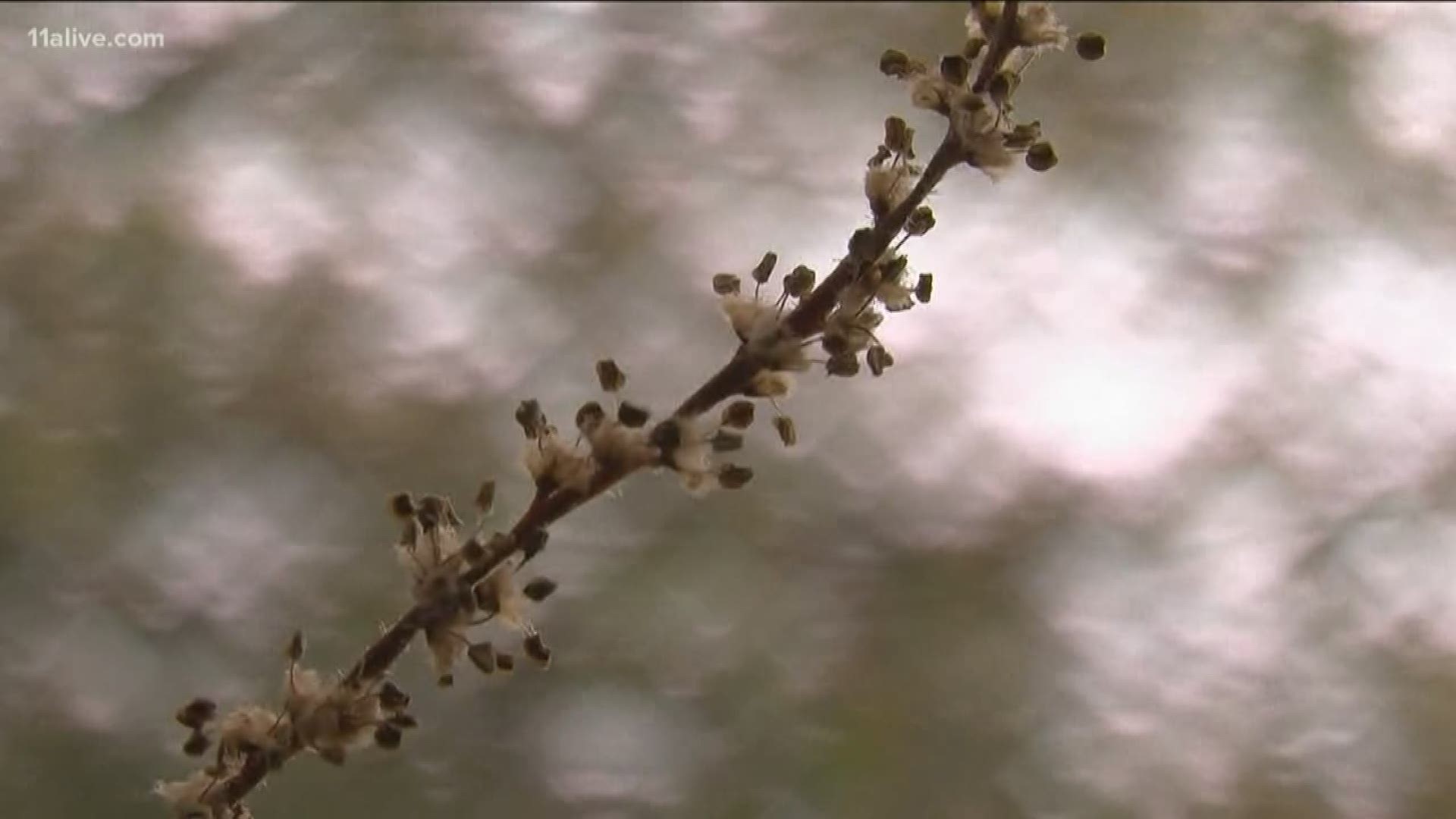 If you spent your Saturday sneezing with watery eyes, there's a good reason for that.