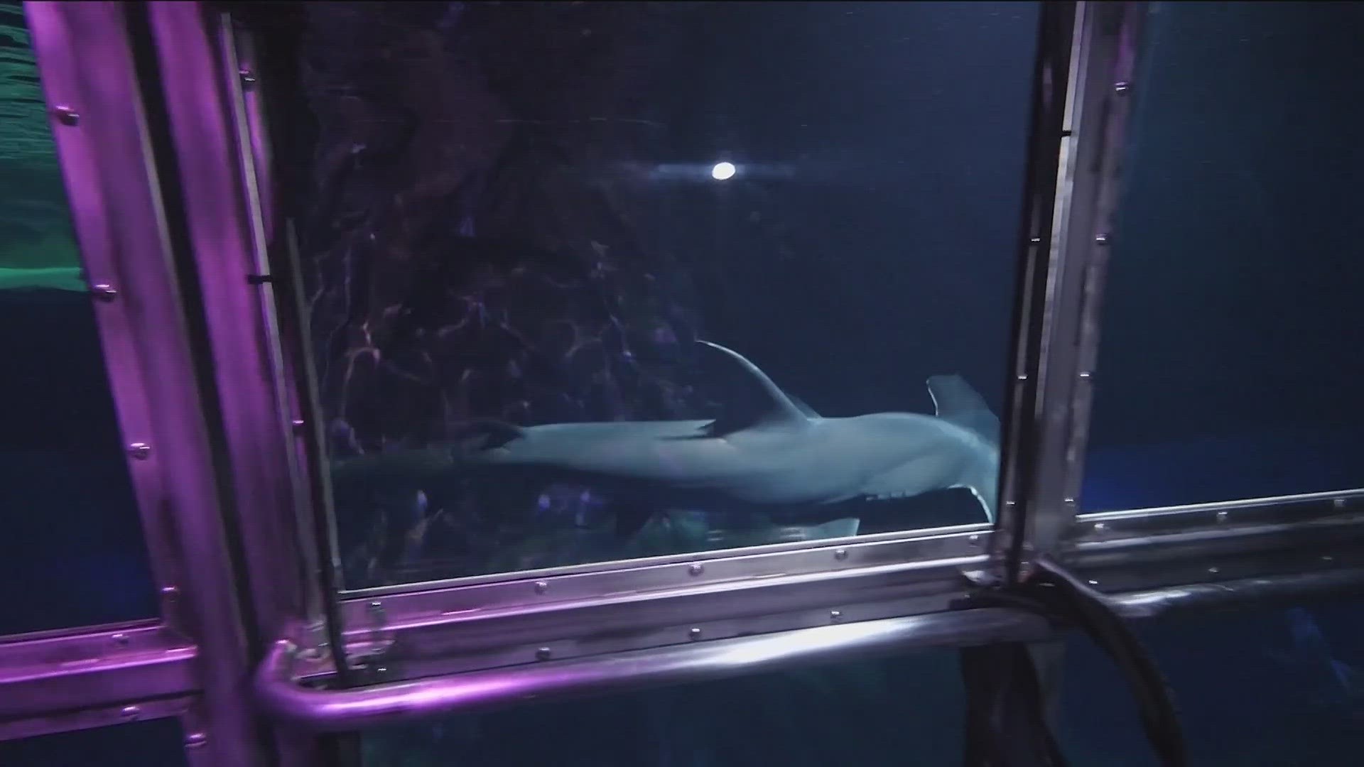 Inside the Georgia Aquarium's shark tank