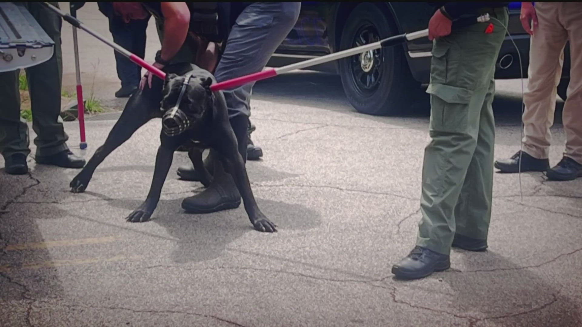 Search for suspect in deadly dog attack in LaGrange | 11alive.com