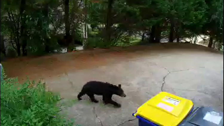 Bear spotted on camera in Cobb County neighborhood