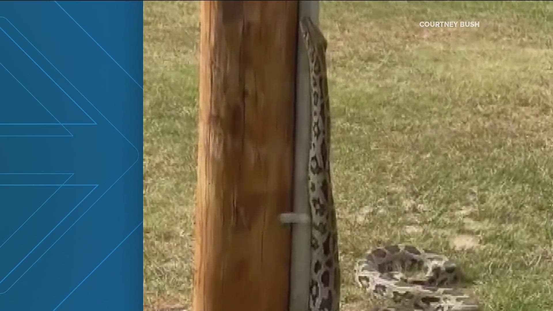 Three snakes were seen slithering around in Piedmont Park on Wednesday afternoon.