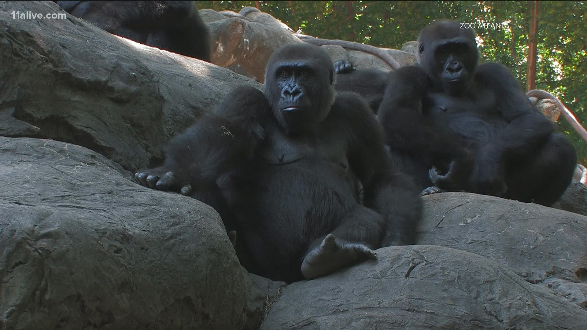 The zoo says it is using monoclonal antibodies to treat the gorillas at risk of developing complications from the virus.