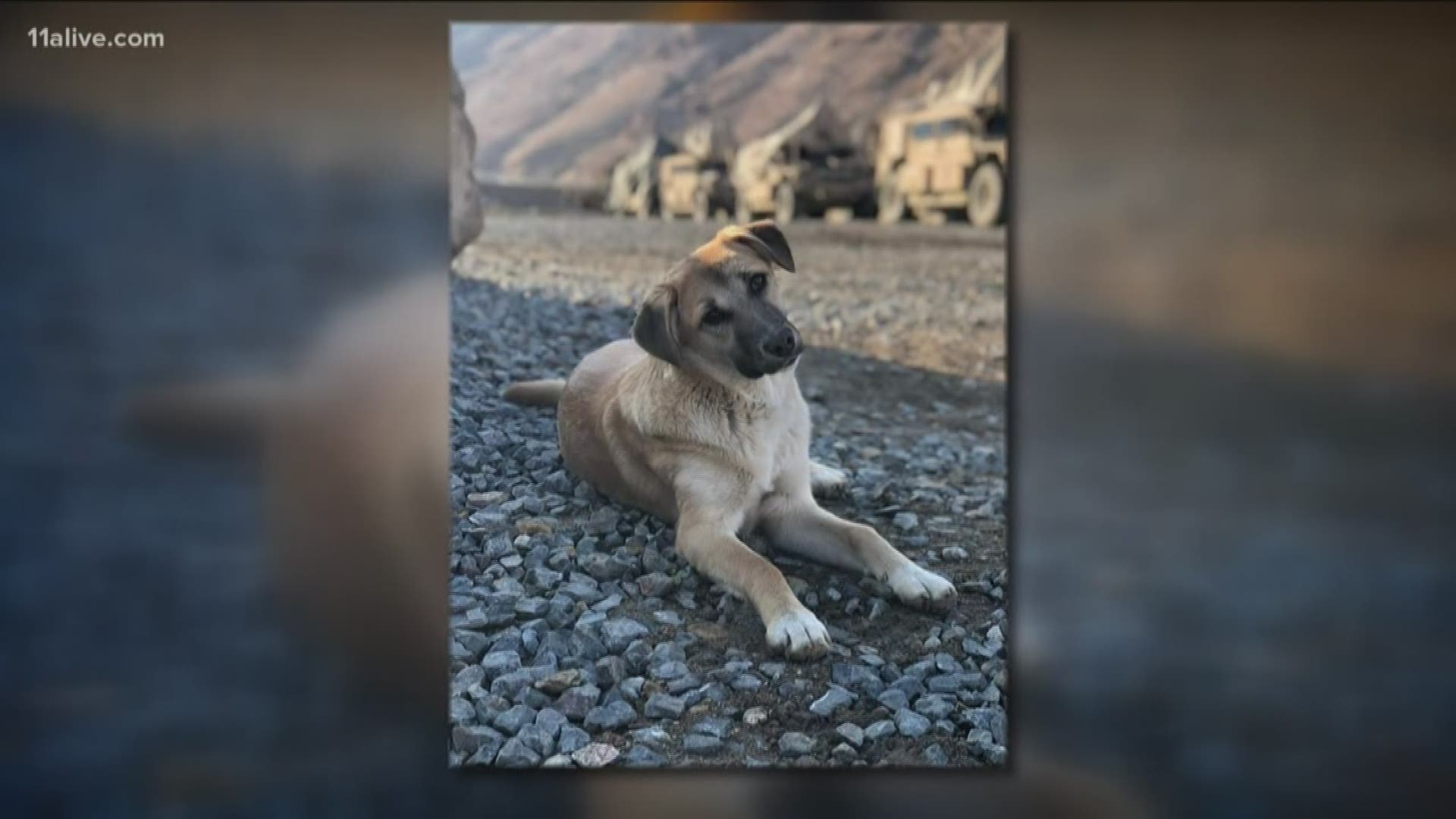 A group is trying to help a service member get Misha back to the U.S. - but time is running out.