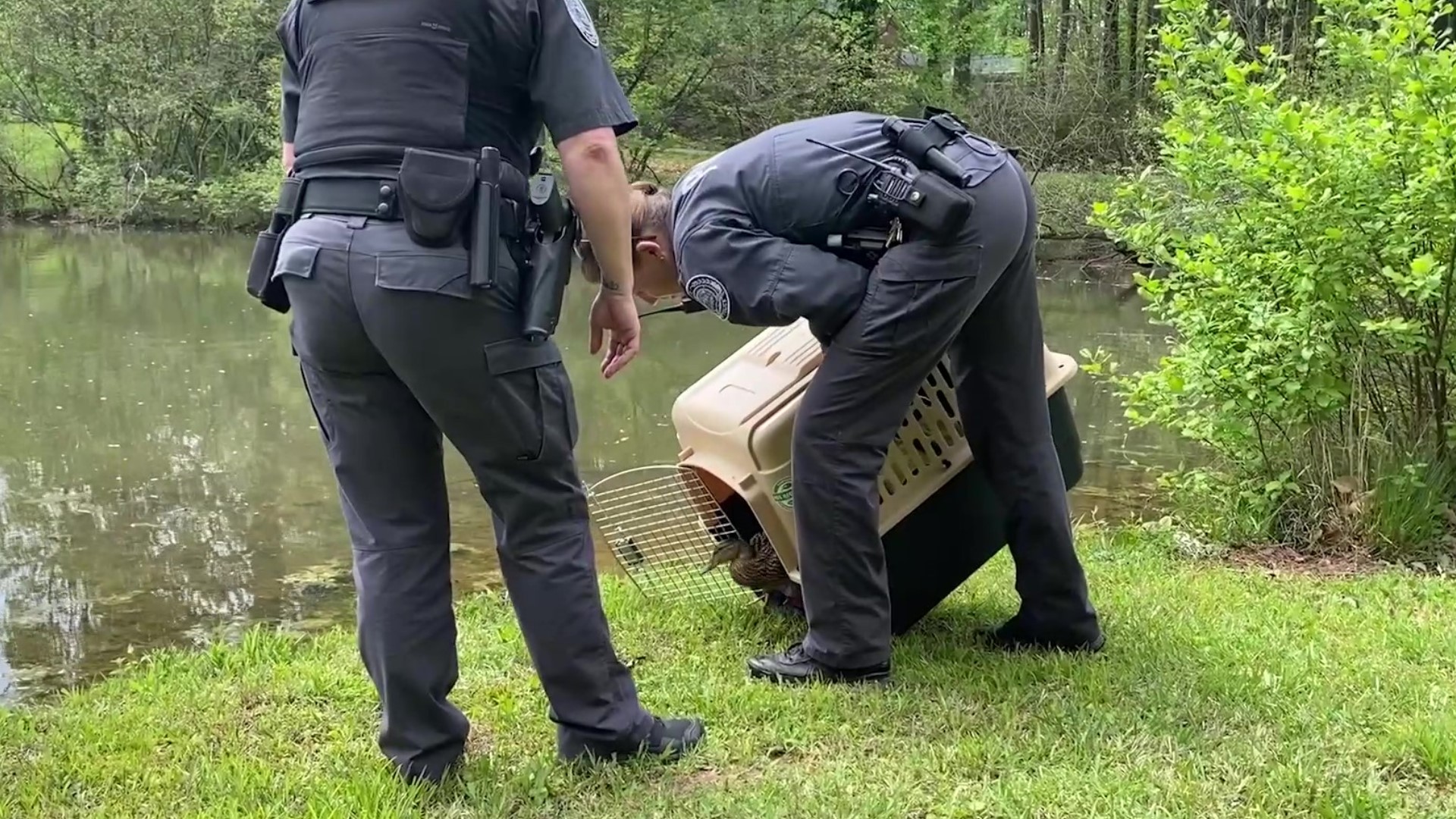Duluth Police Officers rescue duck and its ducklings | 11alive.com