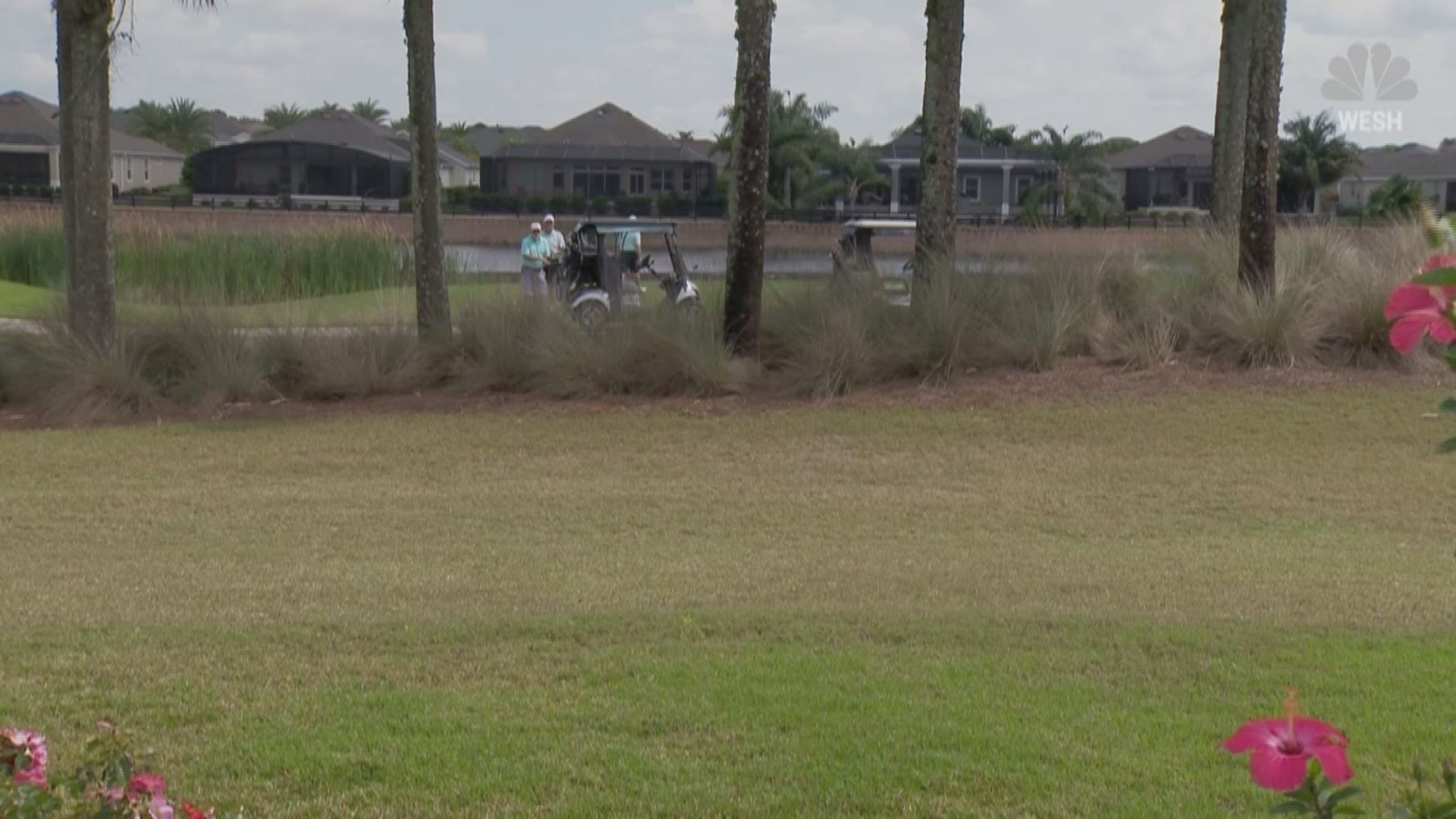 Huge celebrity alligator "Larry" draws a crowd at Florida golf course. WESH's Michelle Meredith reports.