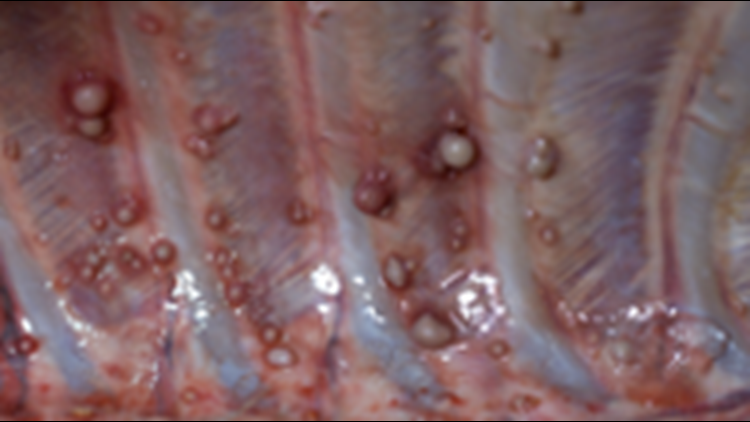 Hunters warned to be on the lookout for bovine tuberculosis in deer