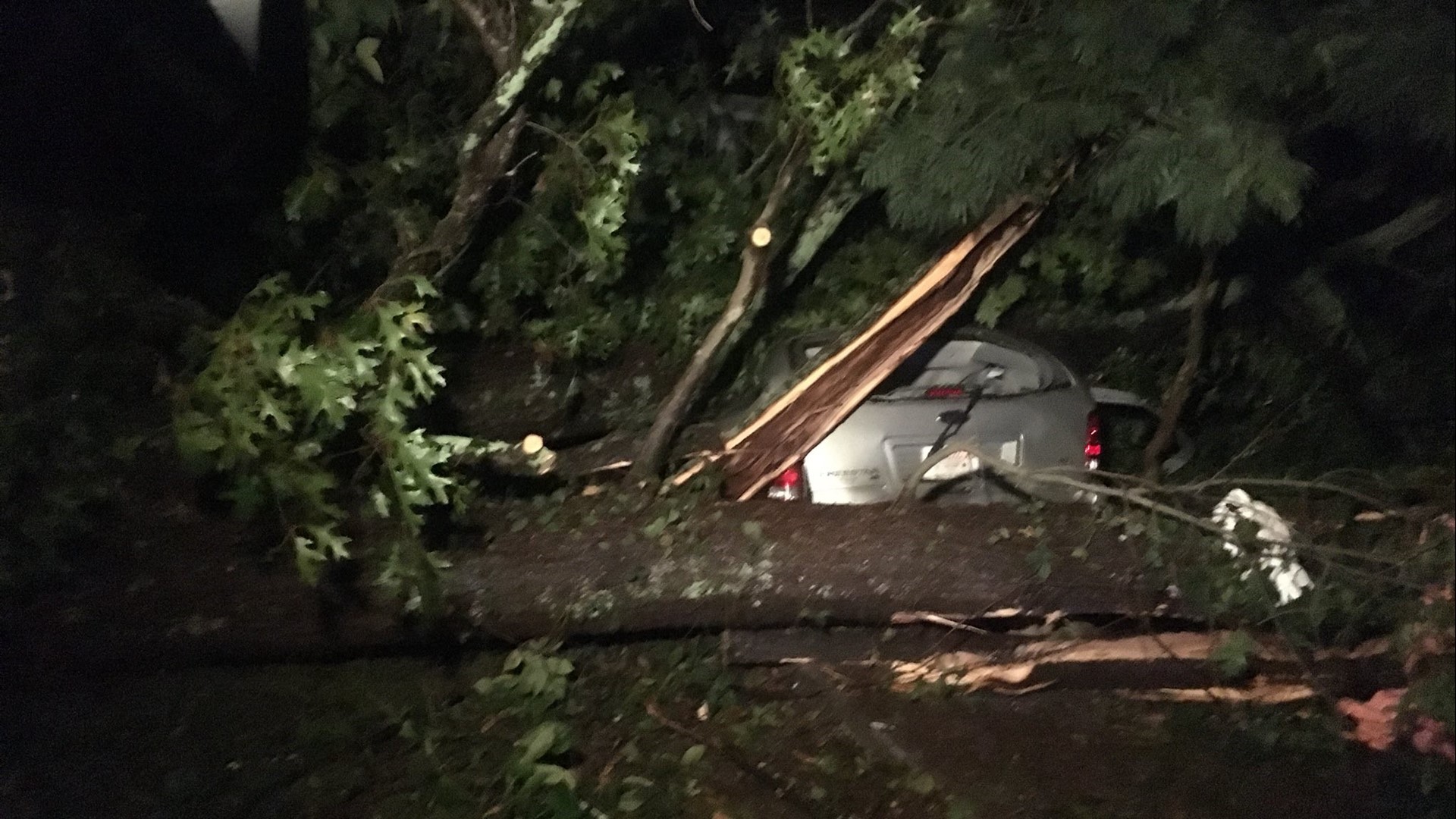 Six people rescued from van after being trapped by fallen tree ...