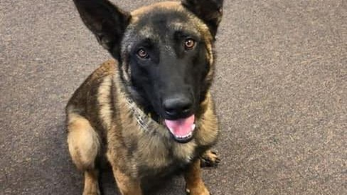 Bartow County Sheriff's Office looking for a missing K-9 officer ...