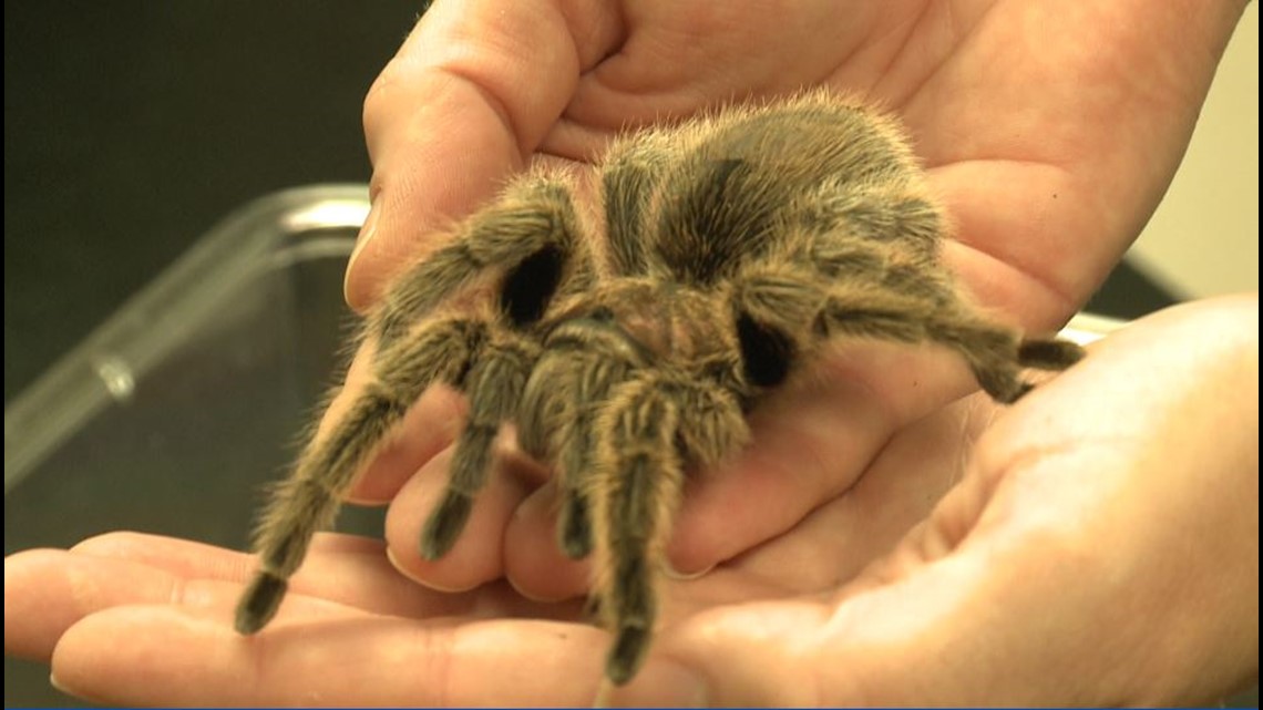 Verify Do you really swallow spiders as you sleep?