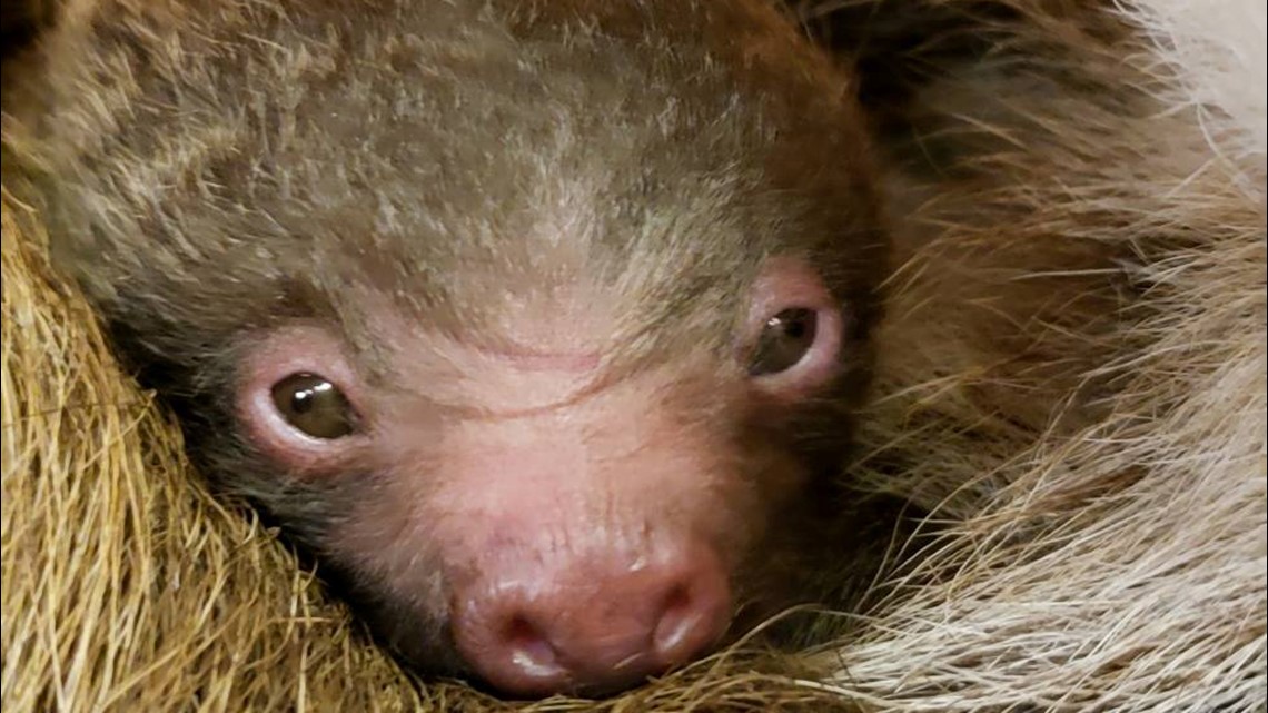 Zoo Atlanta welcomes new baby sloth | 11alive.com