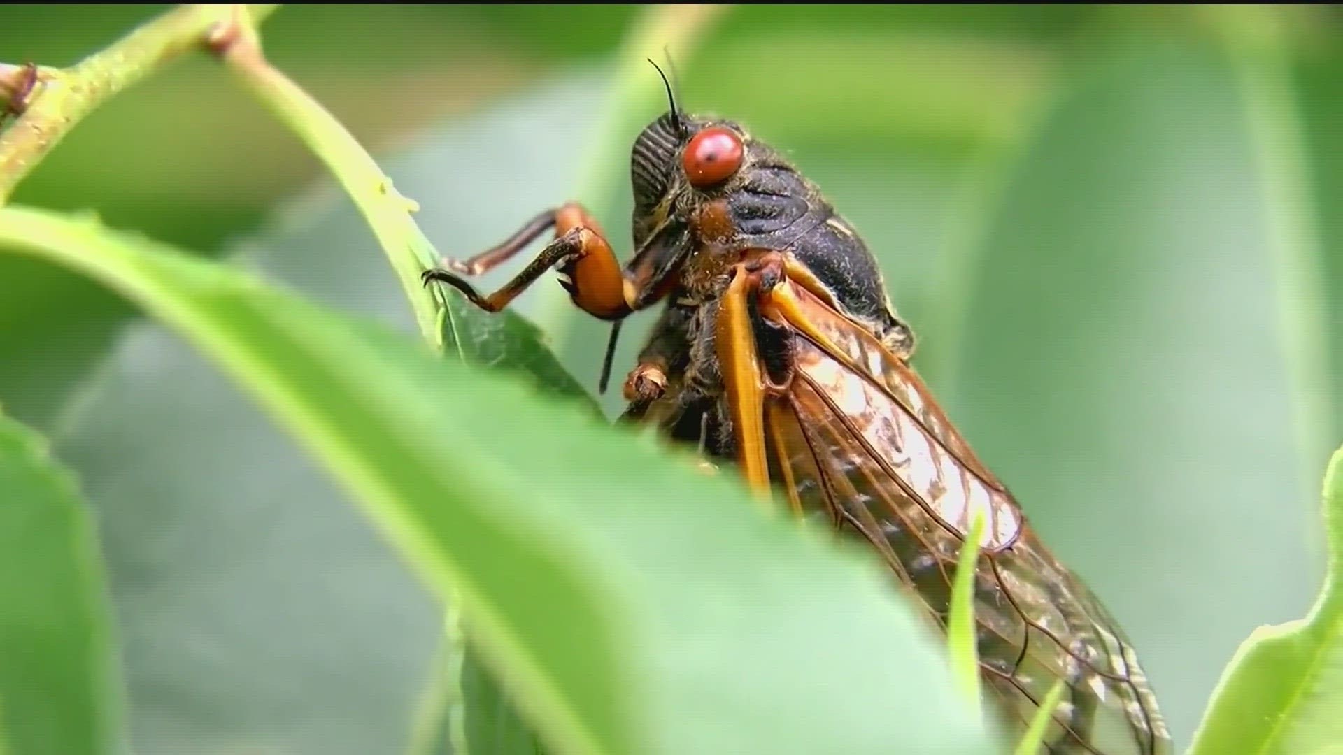 The cicadas will soon emerge. There could be more of them than the world has seen in 200 years.