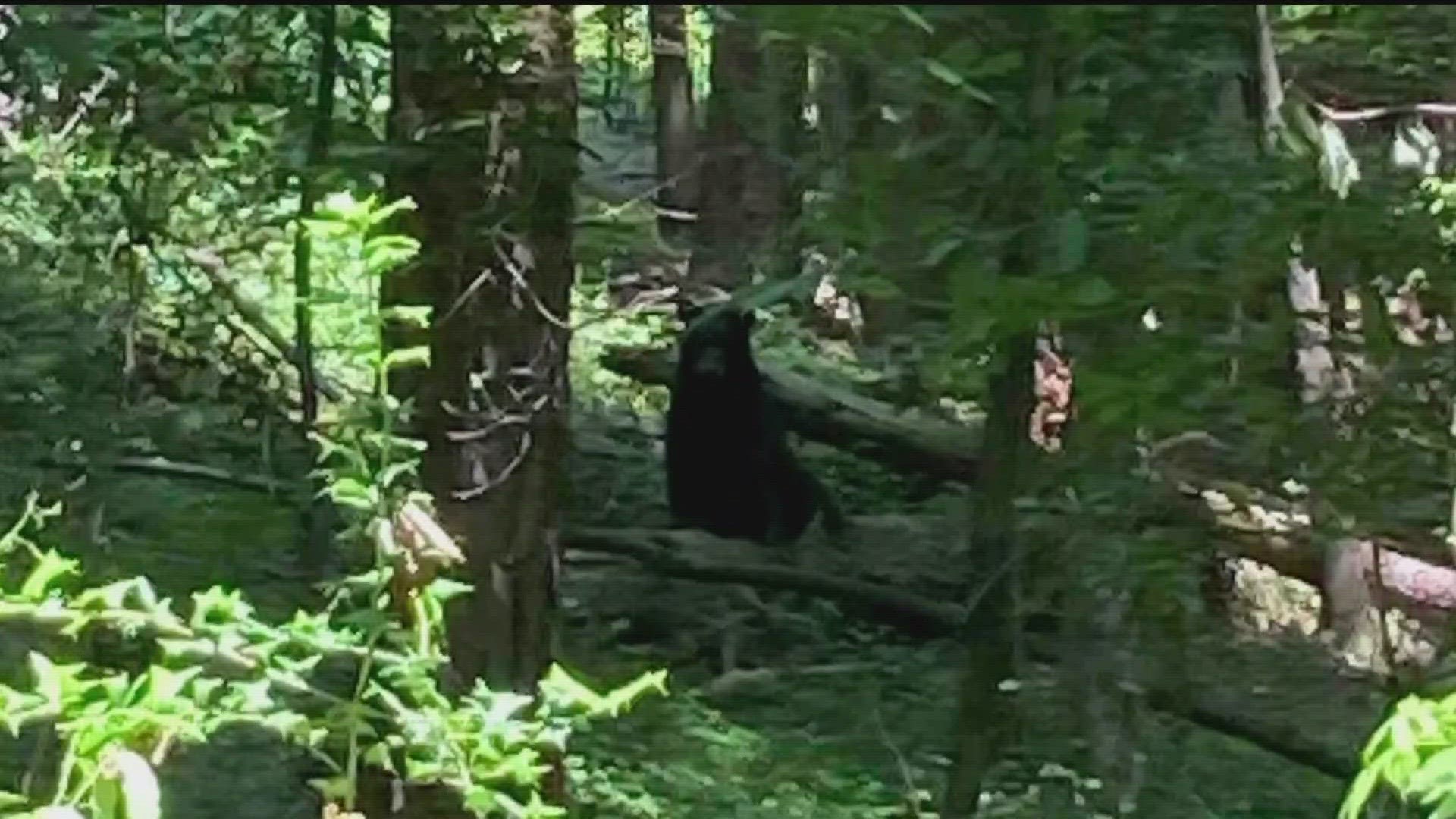 It's just the latest in a string of bear sightings, which has left people curious and scared at the same time.