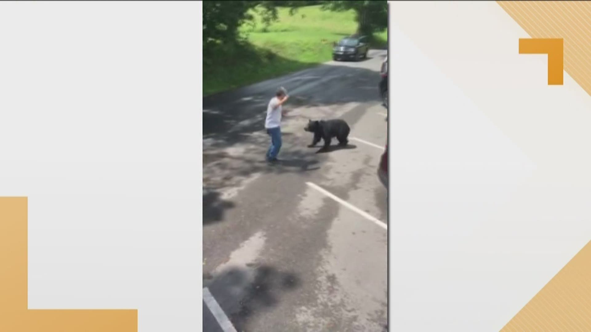 A man who gets too close to a mother bear and her bear cubs catches the unwanted attention of the mama bear. Authorities warned the confrontation could have been more dangerous for the man.