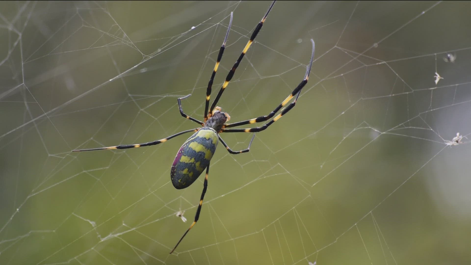 Please Stop Freaking Out About This Giant Yellow Spider