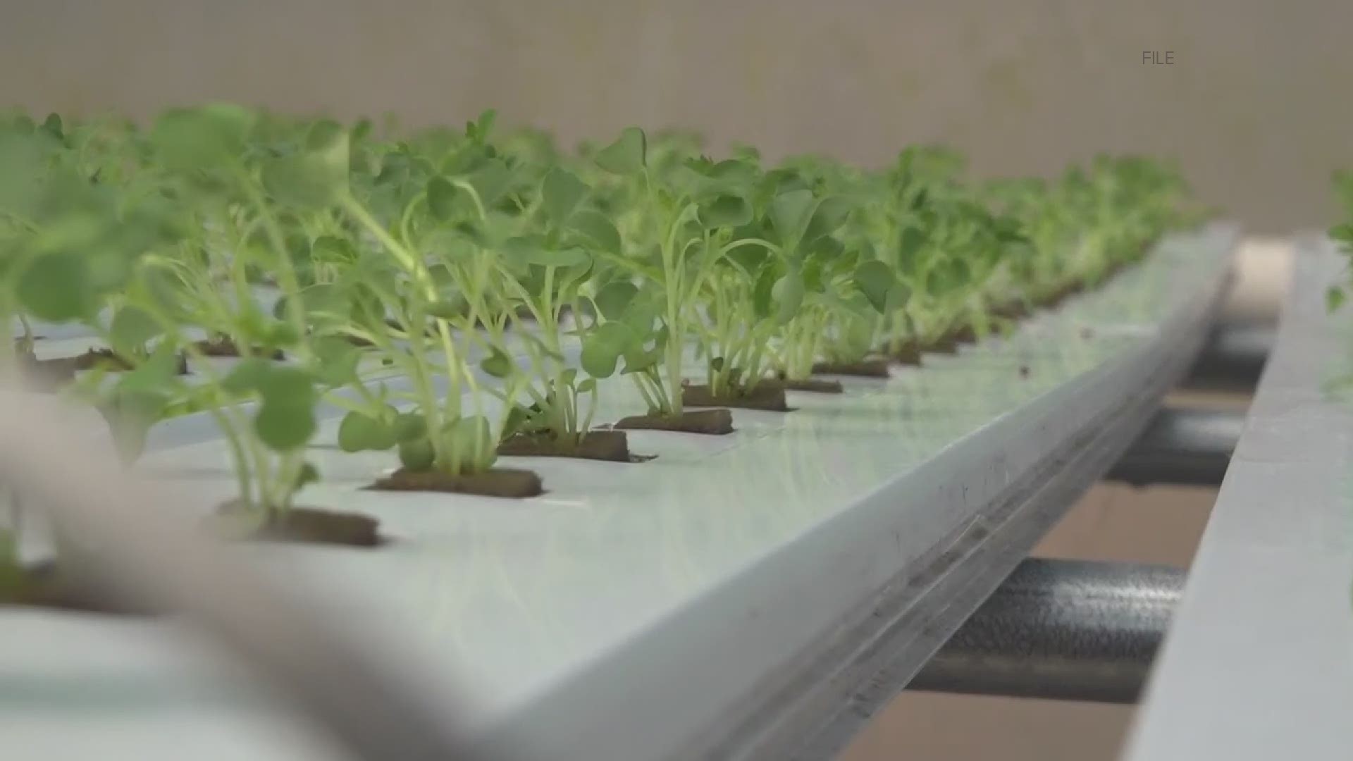 A Cumming-based hydroponic lettuce operation is not only surviving – it’s thriving.