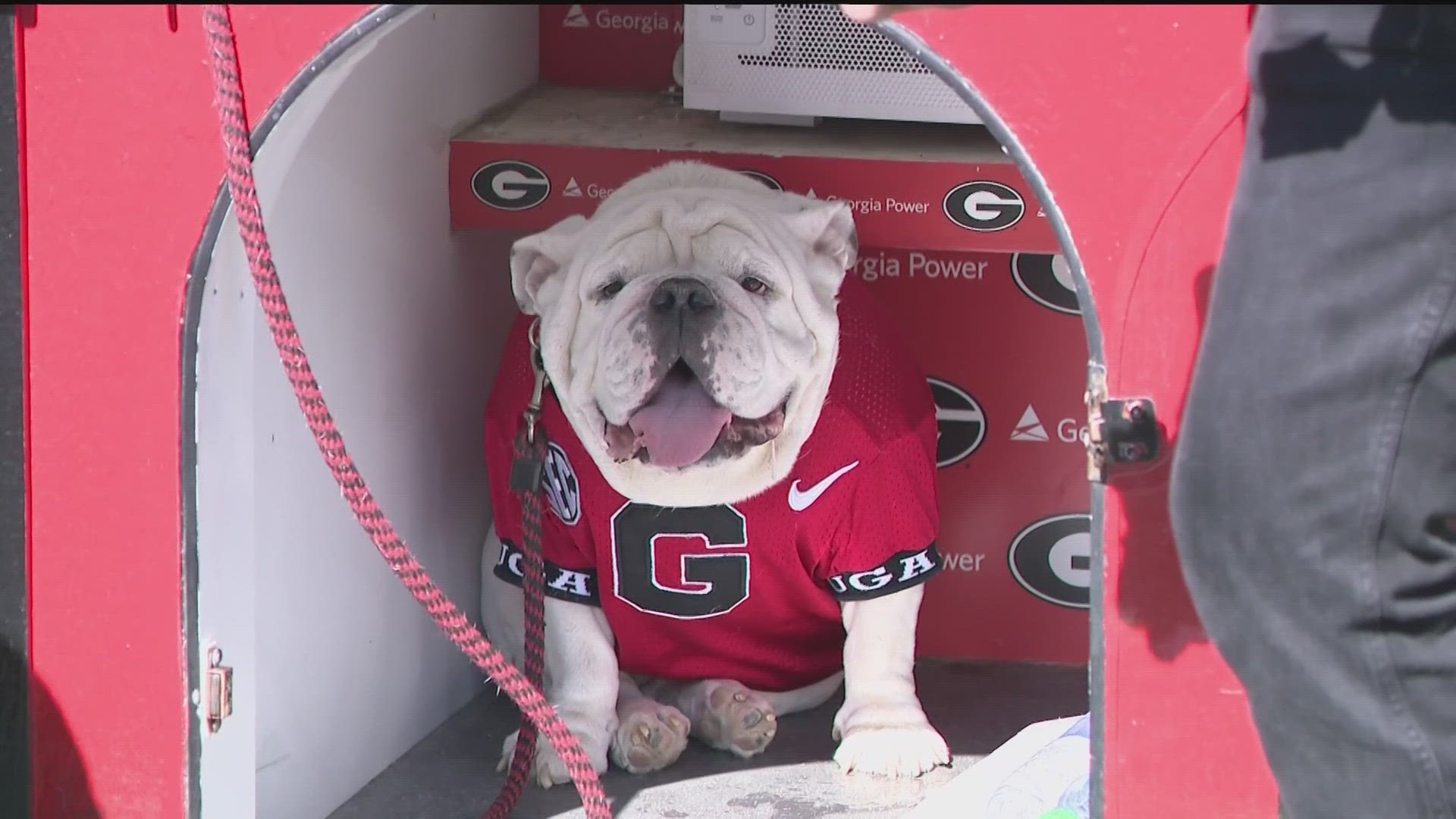 All the Uga's over the years | University of Georgia mascot | 11alive.com