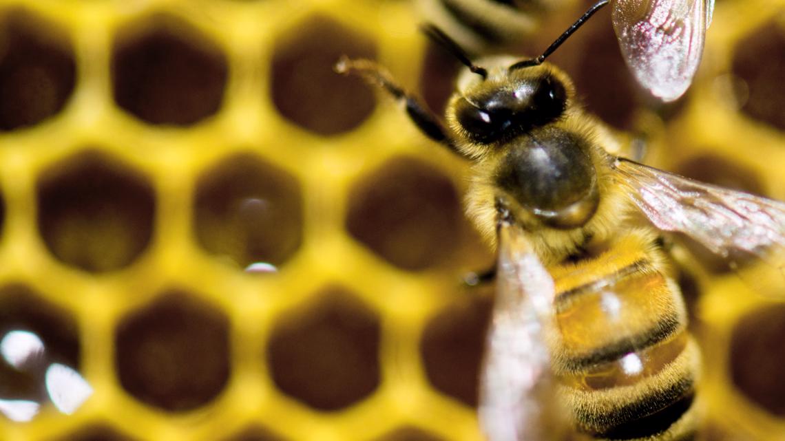 Honeybee vaccine tested at UGA approved to distribute
